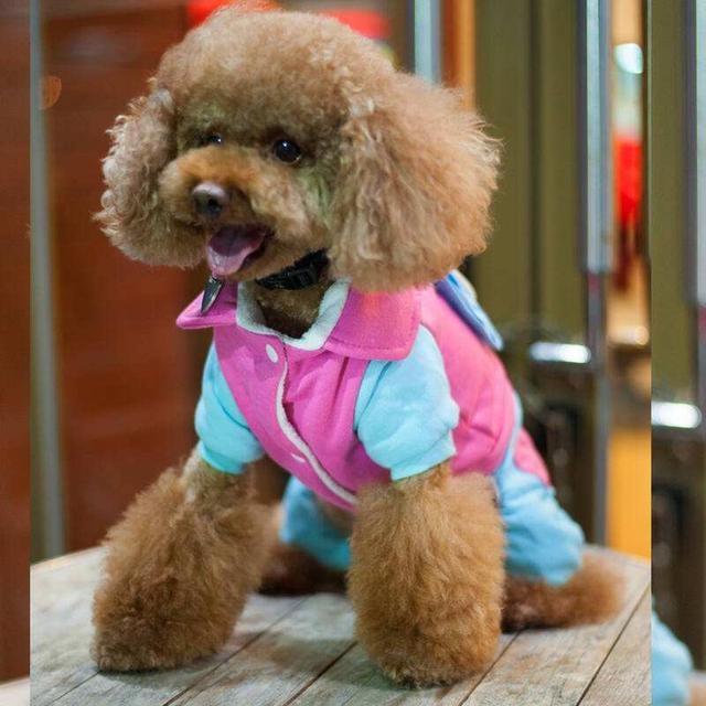 比熊和泰迪最大的区别在哪里,养比熊和泰迪的区别是什么呢图片