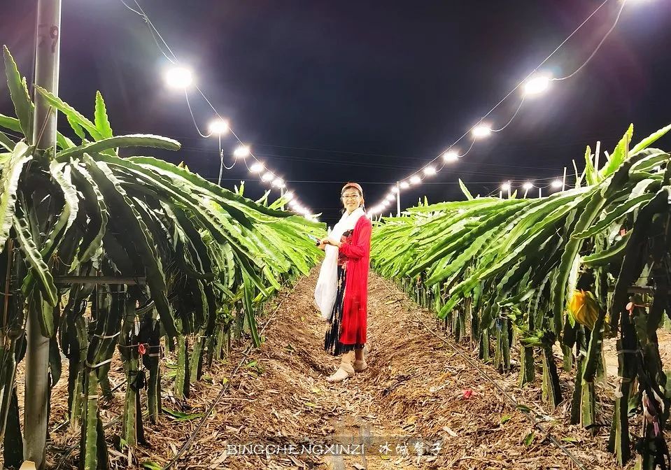 做把“村姑”,走进海南灯火灿烂的火龙果园