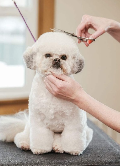 宠物毛发打结怎么处理,毛发打结猫狗