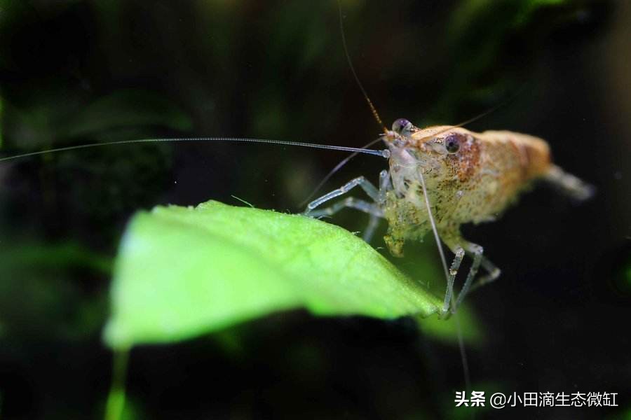 100只黑壳虾多长时间能除干净藻,鱼缸长期不长藻黑壳虾会饿死吗