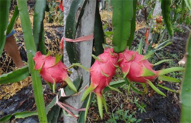火龙果种植盆栽怎么不结果,火龙果种植不发芽怎么办
