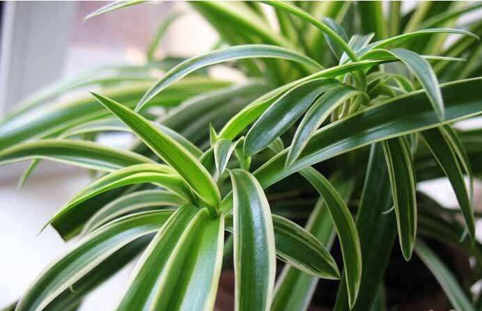 吊兰盆里放香蕉皮好吗,吊兰盆里栽多了