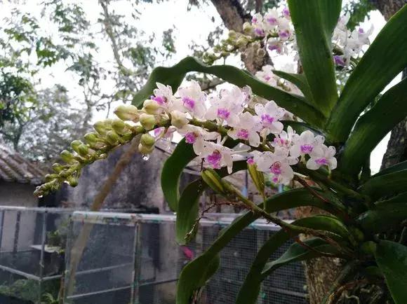 哪种兰花易开花又好养,最容易开花的兰花一年开多次