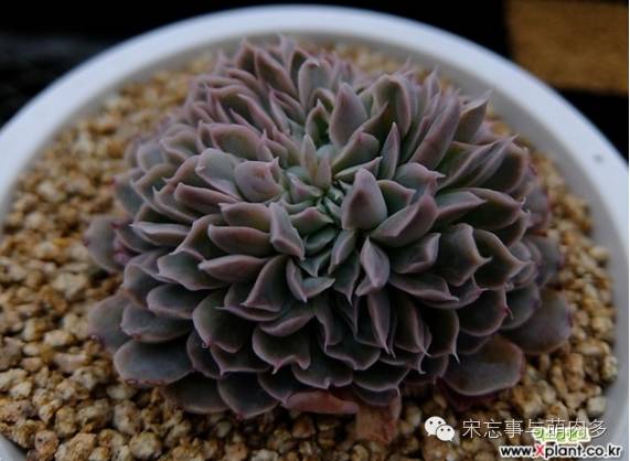 多肉月影系有哪些品种,月影系多肉品种大全