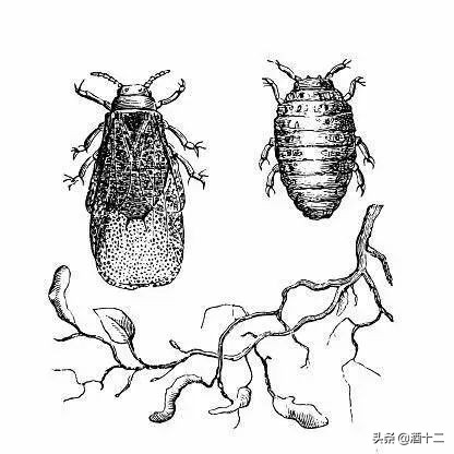 李宇春生日感动到哭,李宇春捐款1490万是真的吗