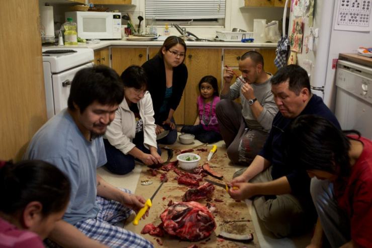 北极圈的因纽特人吃海雀,北极因纽特人吃腌海雀迫不及待