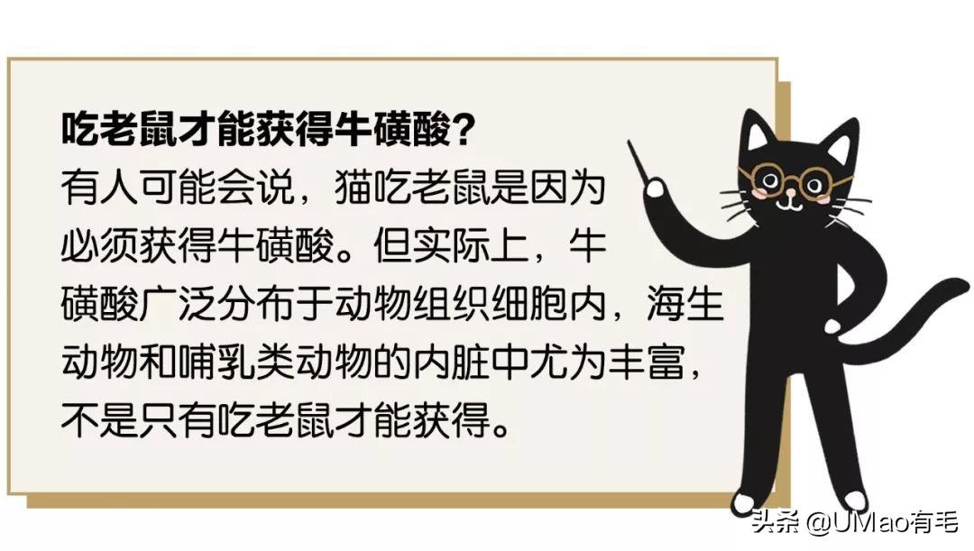 养猫就是抓老鼠吗,还有多少人养猫是为了抓老鼠的
