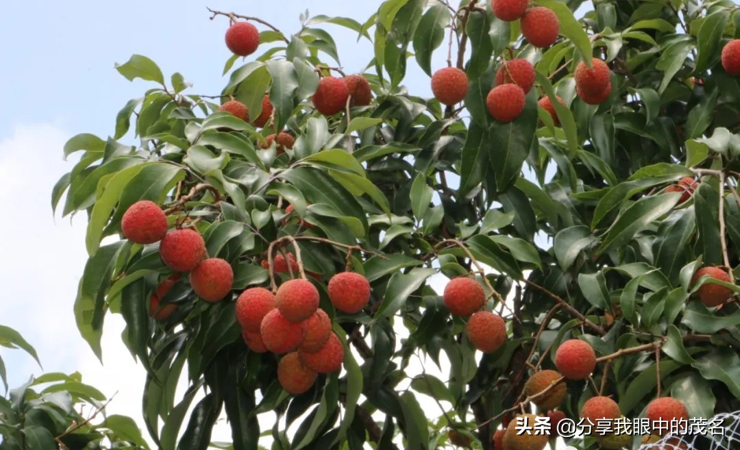 茂名荔枝大会,茂名市520荔枝产业大会