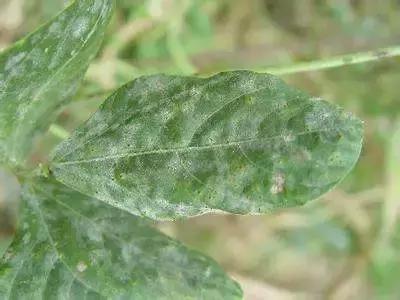 白芨病害及防治,白粉病发病规律防治措施