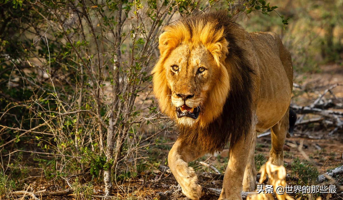体型最小的老虎亚种能打赢狮子吗,如今有几种老虎可大战雄狮得胜
