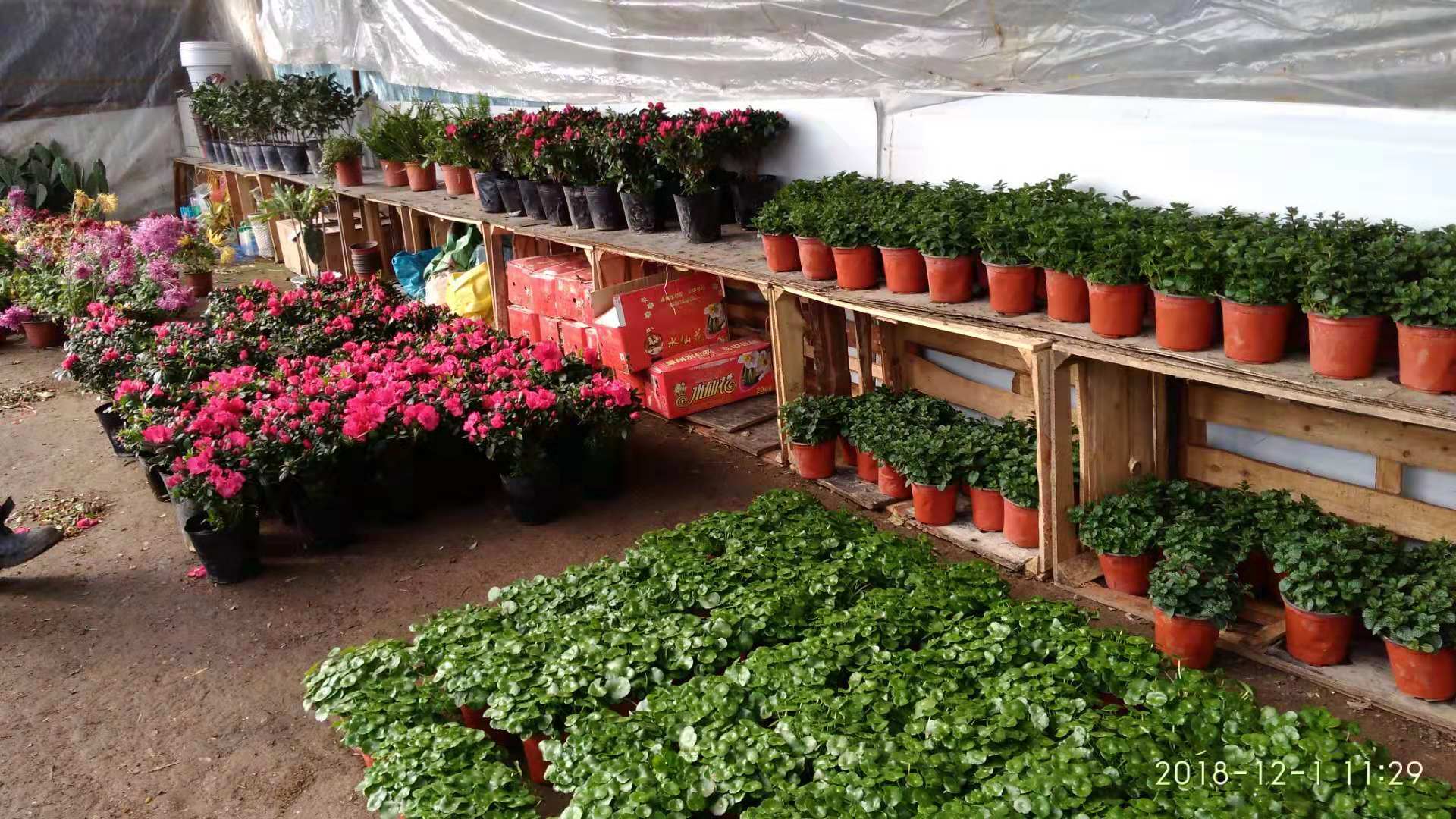 沈阳花卉市场扔花的地方,沈阳花卉市场