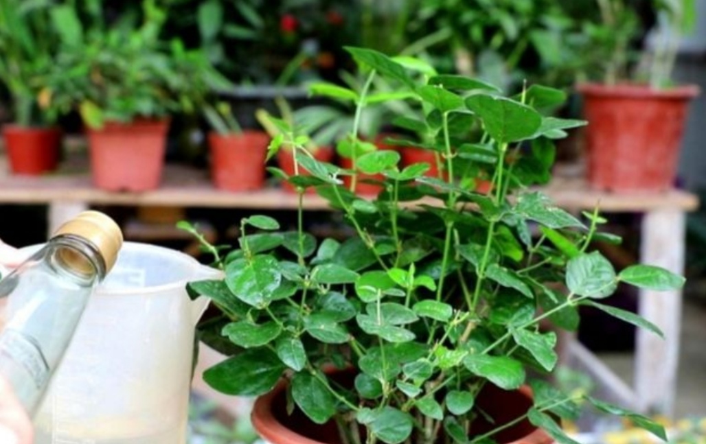 天热了花草的小虫怎么除,天气热了有小的虫子怎么办