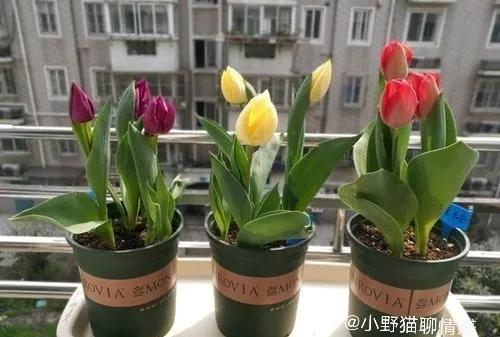 和公公婆婆和睦相处的秘诀,与未来公公婆婆微信上怎么聊天呢