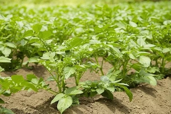 马铃薯种植方案,马铃薯种植方案大全
