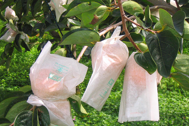 为什么苹果苗会变红,为啥你种植的果树不长根