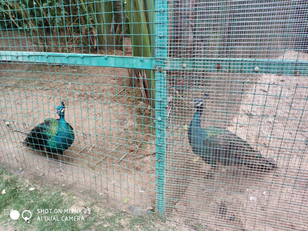 西双版纳希尔顿逸林酒店,西双版纳度假酒店3晚