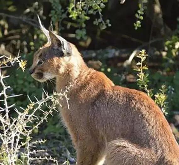 世界上最贵的宠物是什么样子的,世界上最贵的宠物是什么