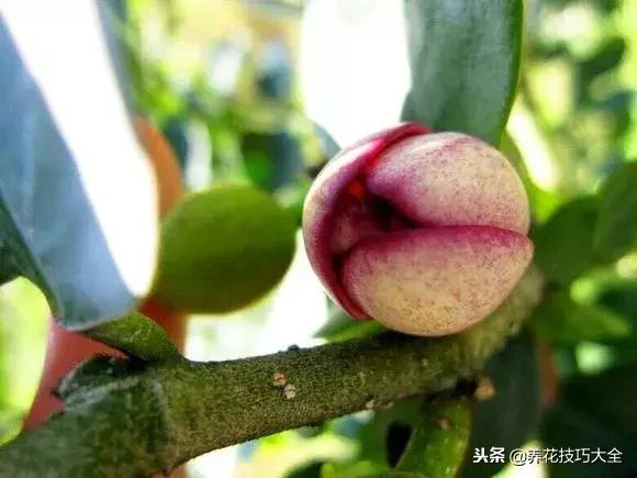 香味最好闻的十种花,一年四季都能闻到香味的四种花