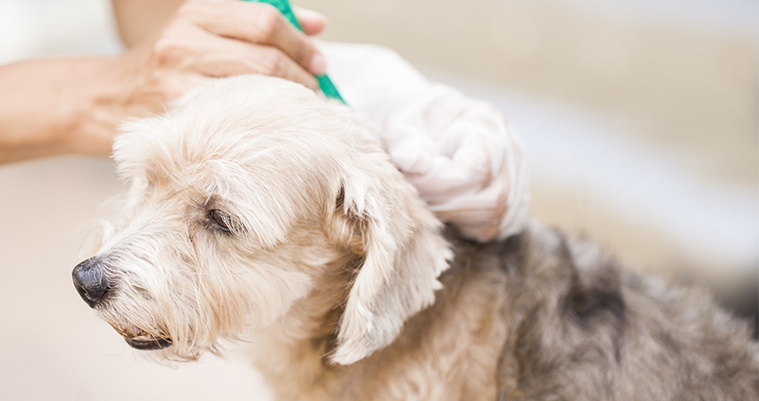 狗狗毛发里有螨虫怎么办,狗狗远离蜱虫