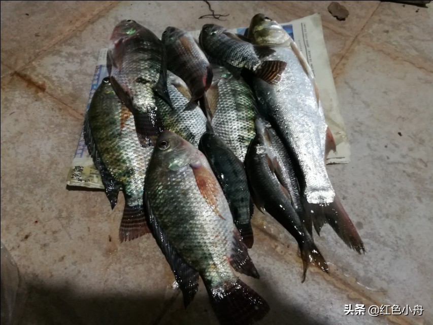 野钓窝里有鱼就是不开口怎么办,气温上升了鱼为啥不吃钩