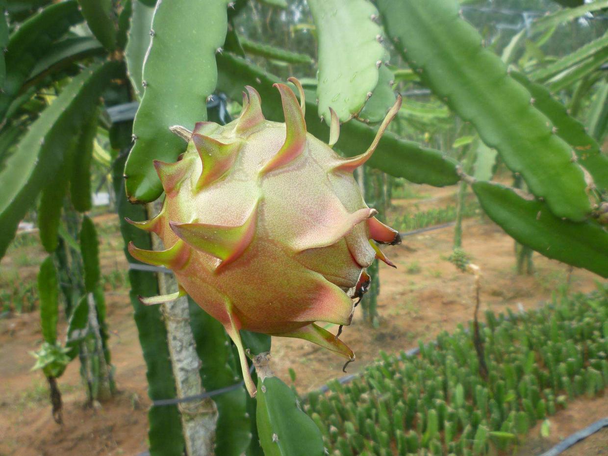 红心火龙果有什么营养有什么好处,火龙果红色的好还是白色的好营养