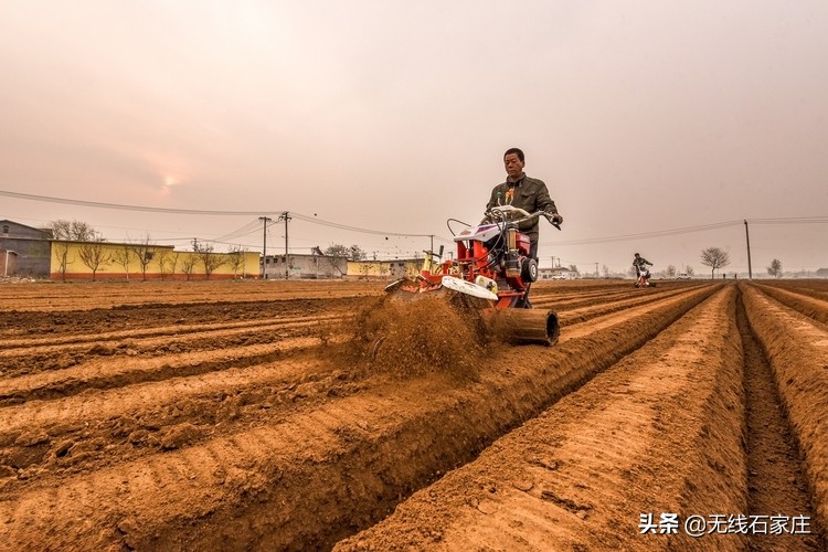 春耕生产忙播撒新希望,栾城生姜种植新政策