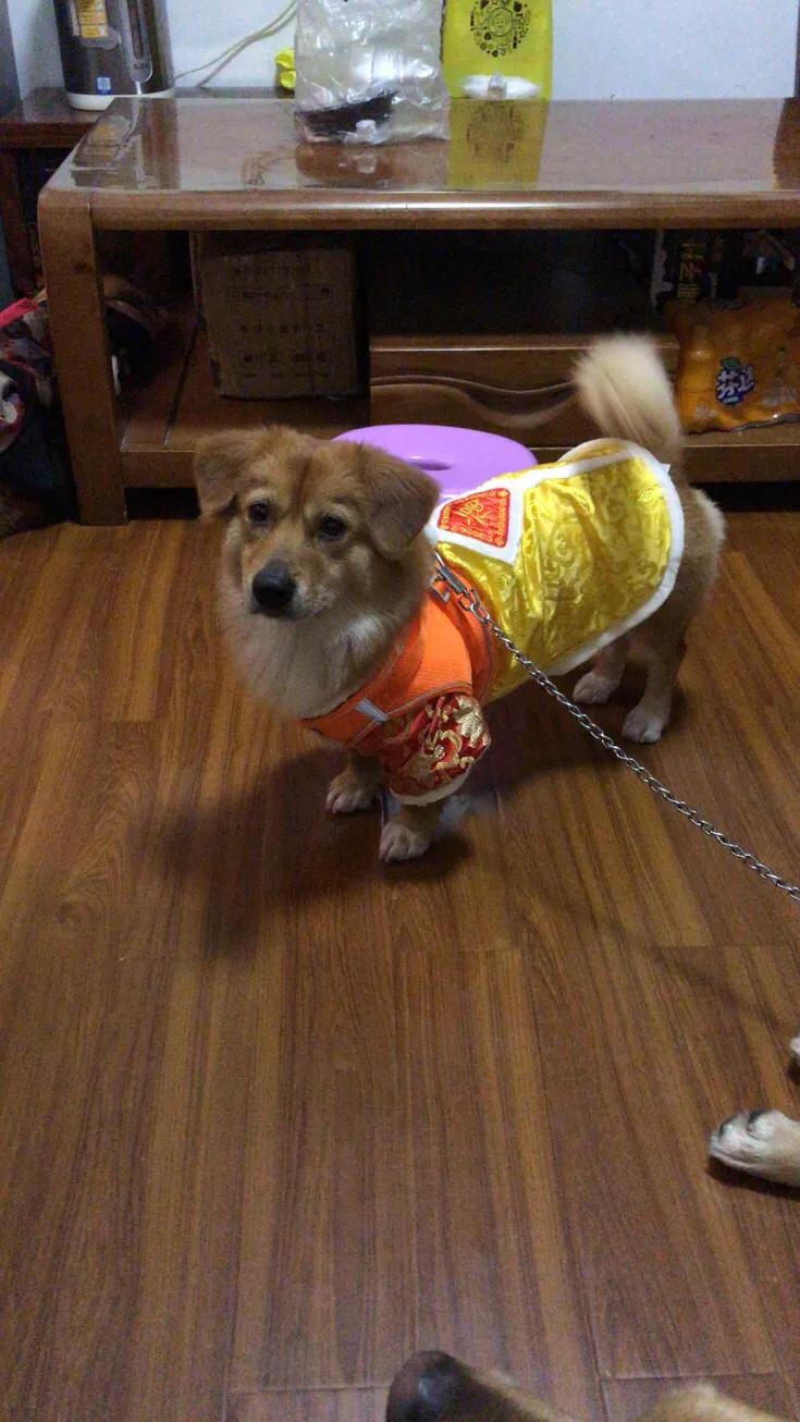 中华田园犬领养活动内容,收养中华田园犬