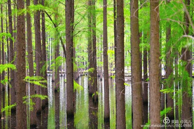 大美新蔡生态水城,大美新蔡等你来