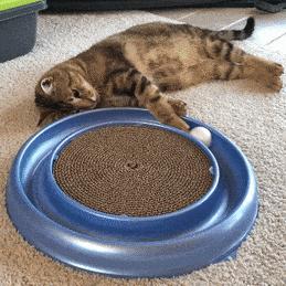 怎样让猫咪优雅的吃猫条,怎么才能让猫咪合理膳食