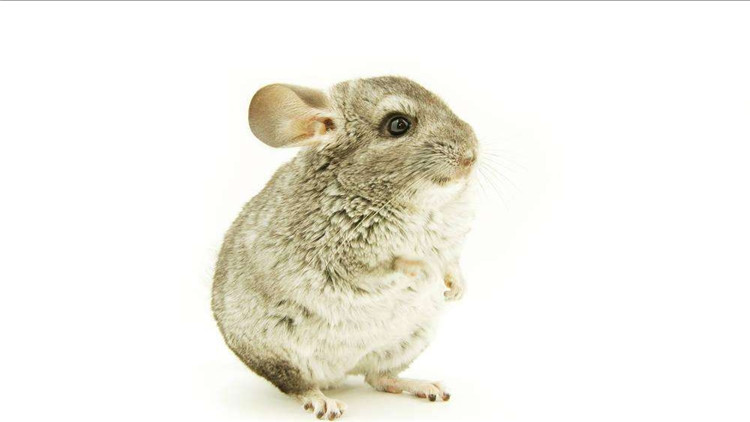 龙猫咬笼,龙猫抓耗子是真的吗