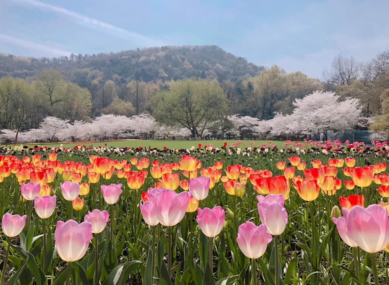 浙江大型森林公园,杭州免费超级大公园