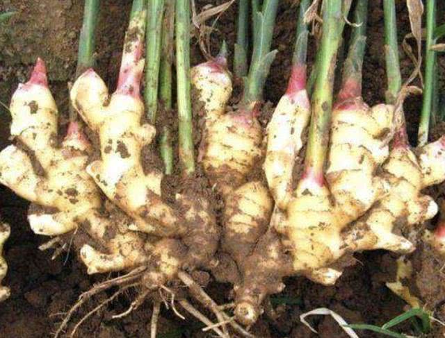 酵素在农业方面的作用,酵素菌在农业的作用