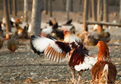 跑山猪原生态散养土黑猪,大山里的美食土鸡土鸭