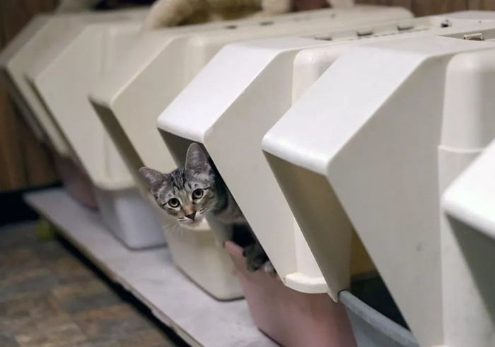 明明驱虫了但为什么还有蜱虫,猫咪得了毛滴虫主人要怎么防