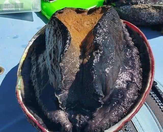 世界鲍鱼品种大全，看完成半个专家了！
