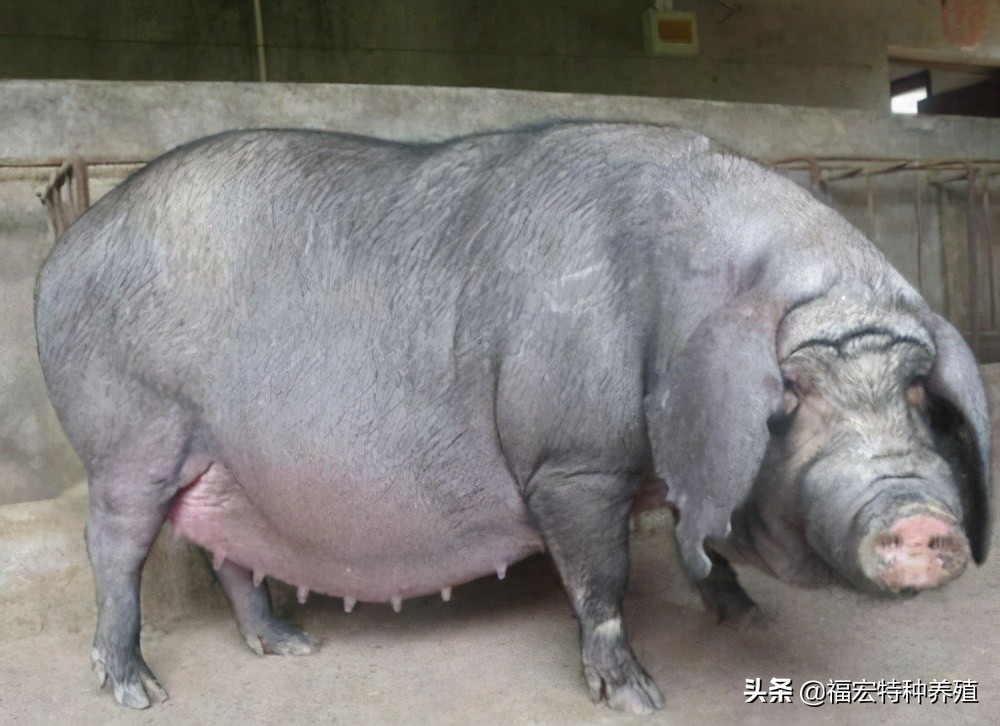 散养太湖猪怎么养高产,放养猪怎样繁育