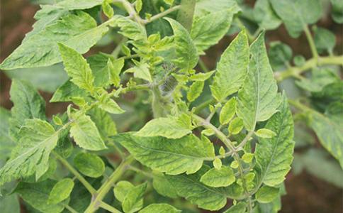 番茄苗期老叶发黄怎么回事,番茄生长点叶片枯黄了怎么办