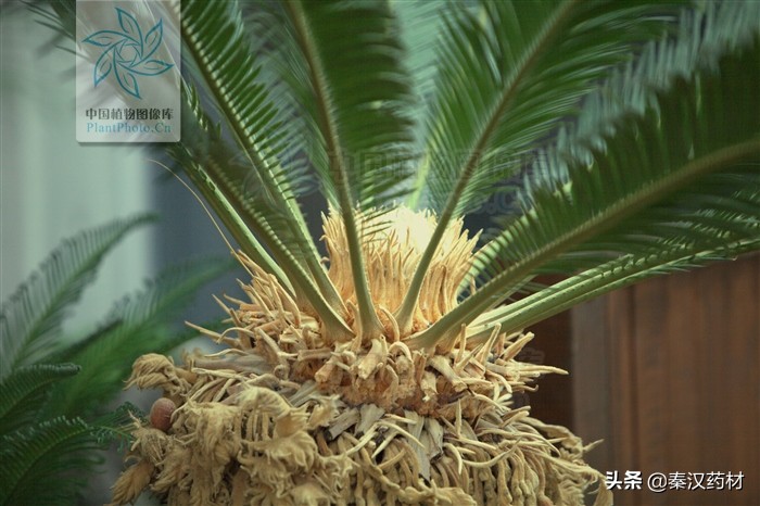 植物界的大熊猫生长在宝华山,植物界的大熊猫是指