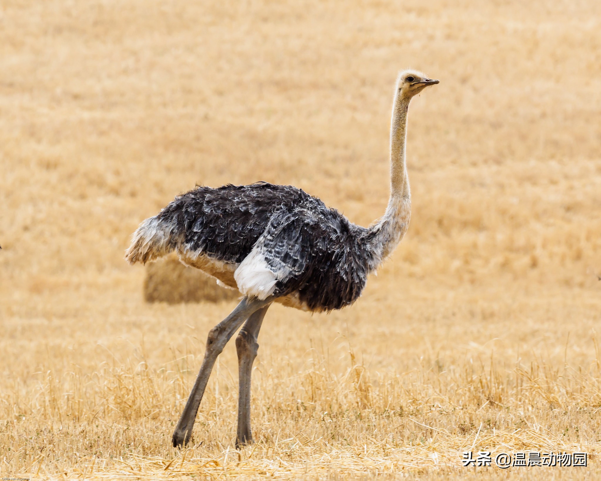 鸵鸟遇到危险会把头埋土里搞笑,鸵鸟遇到危险把头埋土里真的假的