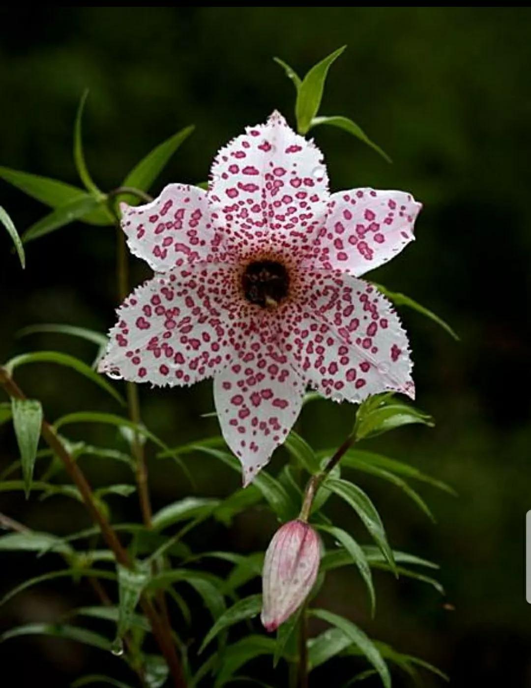 芳踪难觅濒危花!清新治愈篇:沙漠高原是吾家,豹子花的春天来了