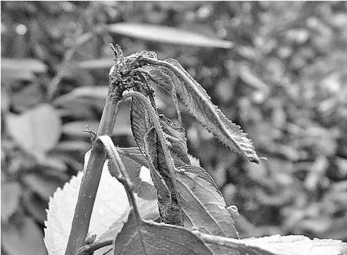 樱桃的常见病虫害及防治方法,樱桃虫害最佳防治方法