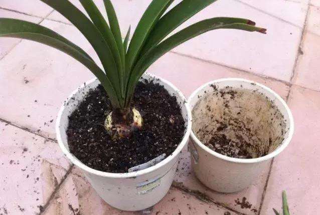 花卉烂根落叶怎么处理好,花卉烂根怎么办教你一招