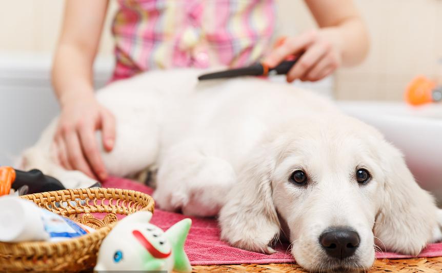 狗洗澡后掉毛非常厉害是什么原因,狗狗掉毛怎么办最有效的方法