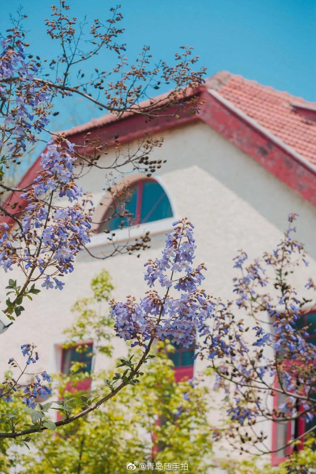 均温20℃的海滨老城，紫色泡桐花美得像国外，现在去性价比超高