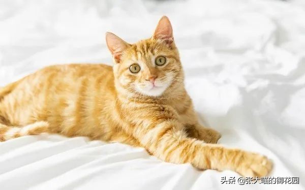 猫晚上睡觉发梦咬人,猫咪做梦会被吓醒吗