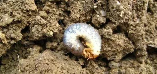 如何区分4类地下害虫的危害特点,田间害虫多该怎样消灭地下害虫