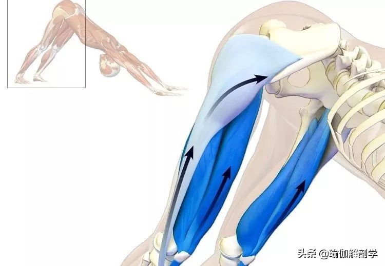 瑜伽下犬式脚迈不到前面怎么办,瑜伽下犬式臀部抬不起来怎么办
