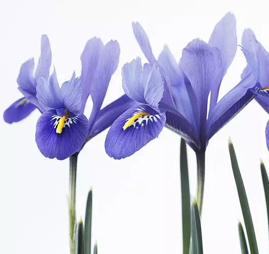 每日送花花语,花语大全送花的讲究