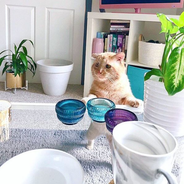 房东不准养猫谁能把猫领养,租房时房东不让养猫然后发了图片