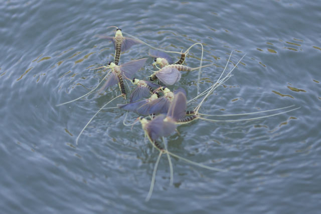 河南邓州惊现飞虫集聚,被传为“涨水蛾”,它们的出现意味什么?